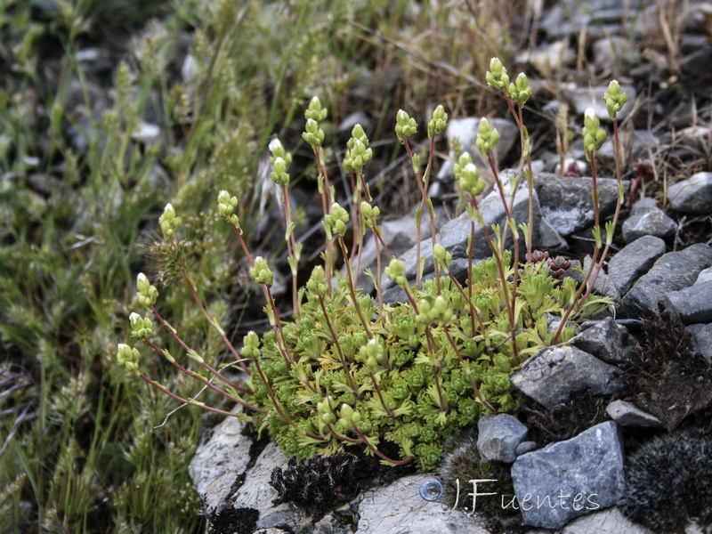 Saxifraga x cuatrecasii.20