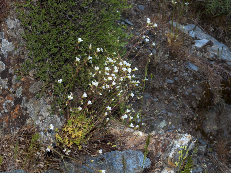 Saxifraga x sorianoi.01