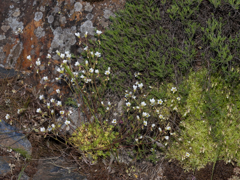 Saxifraga x sorianoi.02