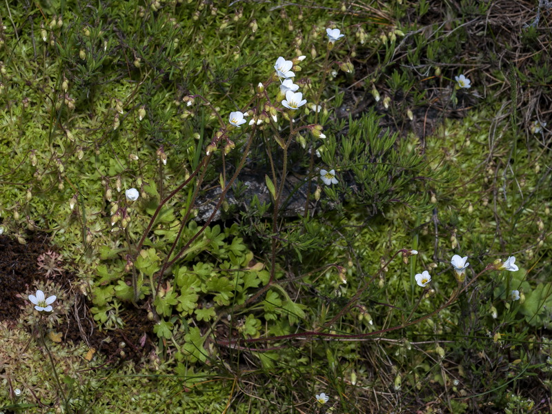 Saxifraga x sorianoi.03