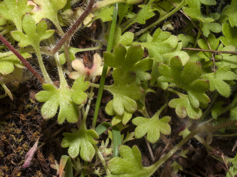 Saxifraga x sorianoi.04