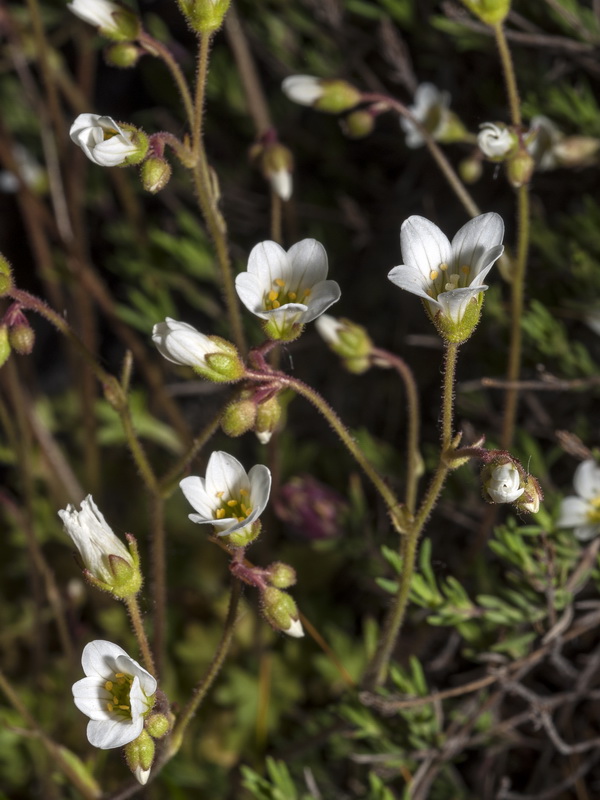 Saxifraga x sorianoi.05