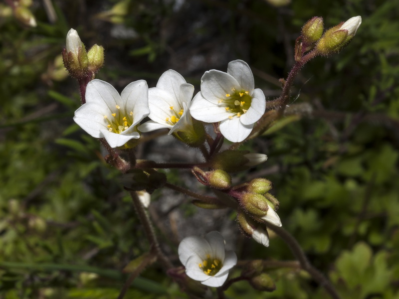 Saxifraga x sorianoi.06