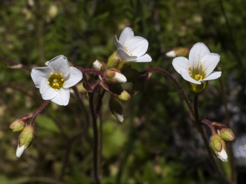 Saxifraga x sorianoi.07