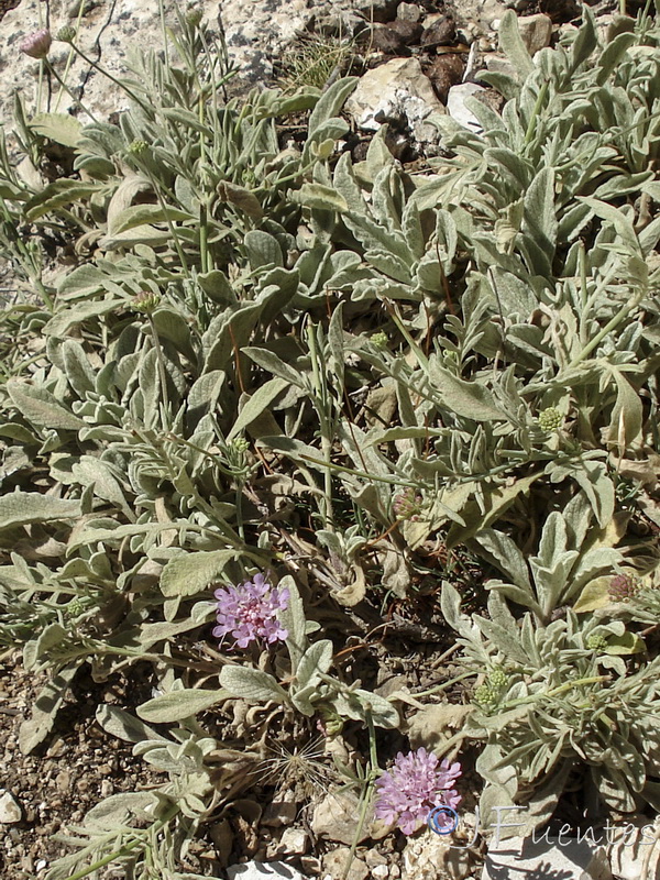 Scabiosa andryalifolia.02