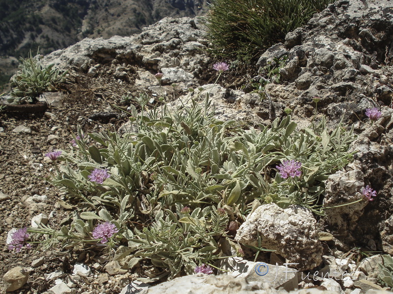 Scabiosa andryalifolia.05