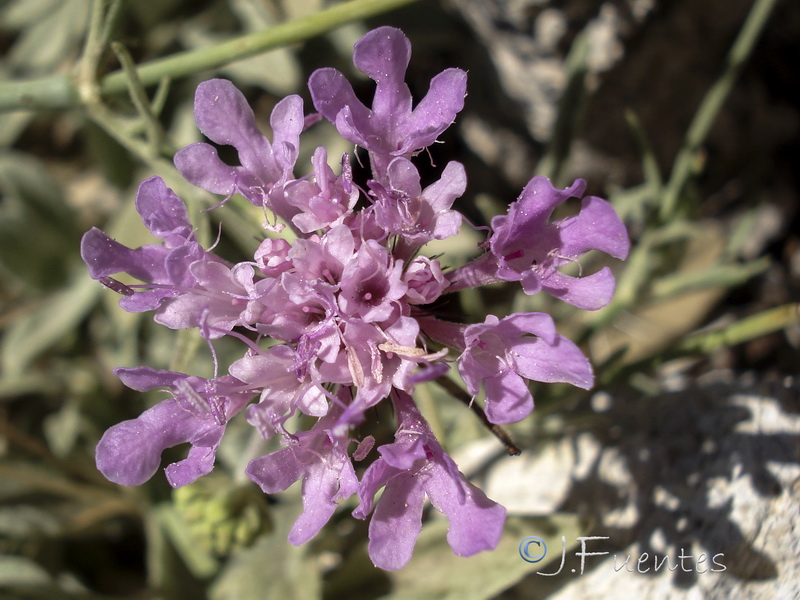 Scabiosa andryalifolia.07