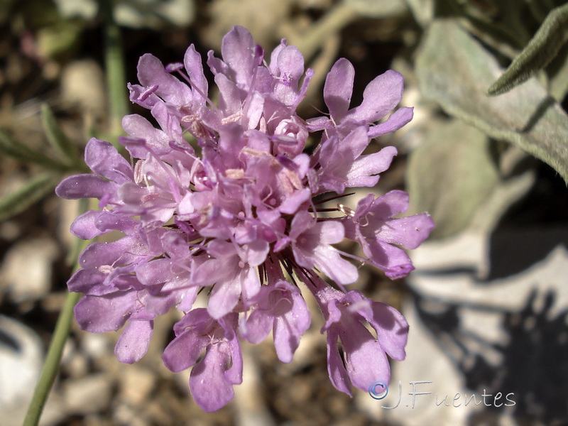 Scabiosa andryalifolia.08