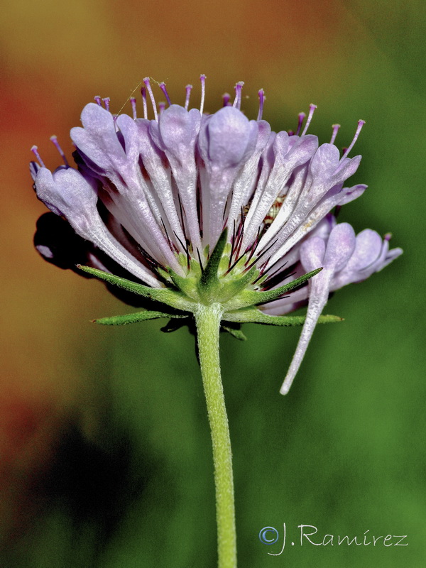 Scabiosa andryalifolia.09