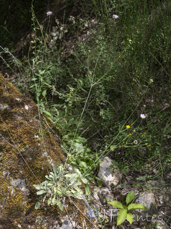 Scabiosa andryalifolia.10