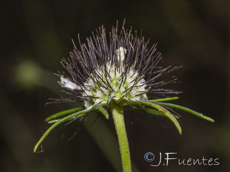 Scabiosa andryalifolia.11