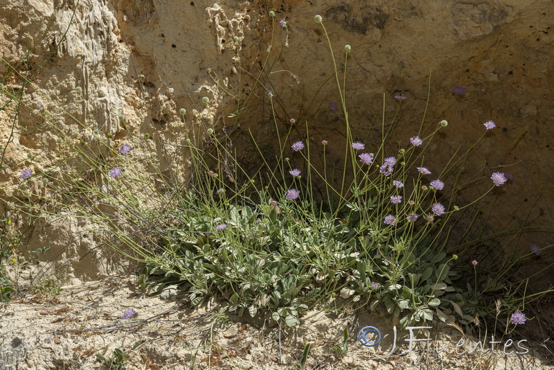 Scabiosa andryalifolia.01