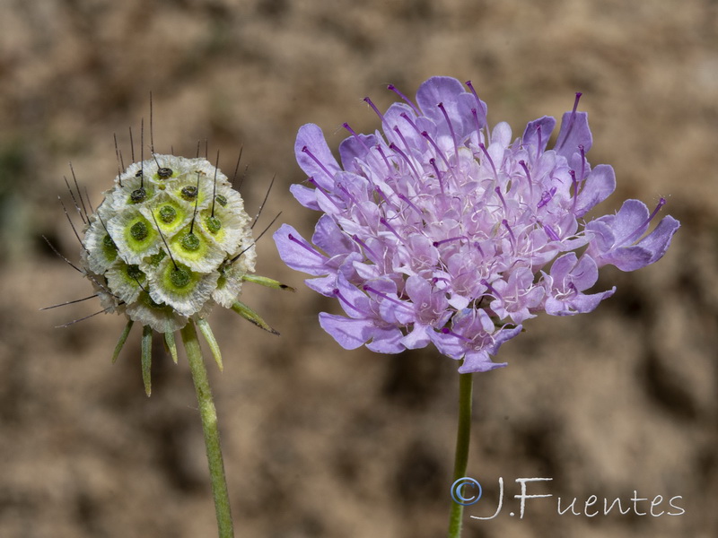 Scabiosa andryalifolia.13