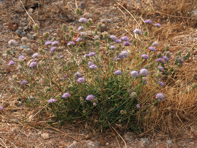 Scabiosa atropurpurea.01