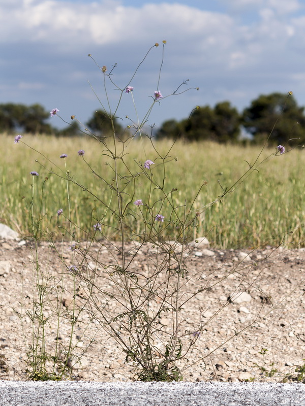 Scabiosa atropurpurea.02