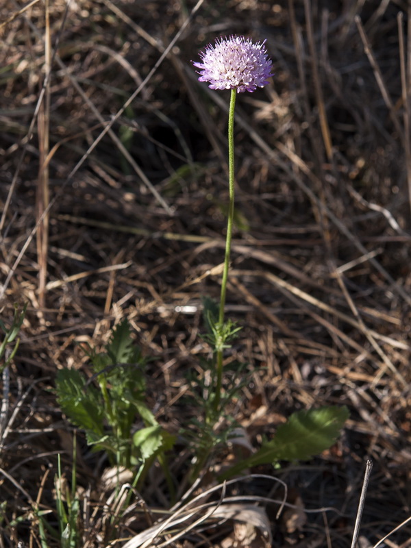 Scabiosa atropurpurea.04