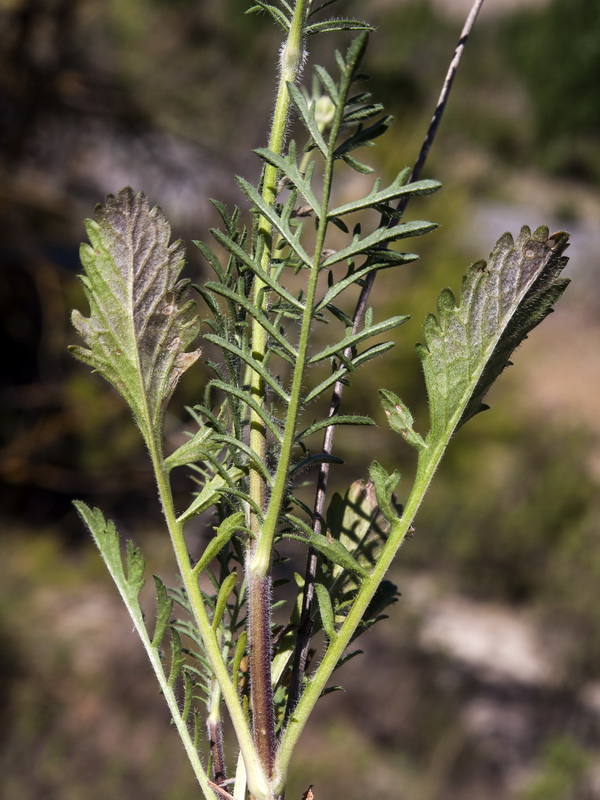 Scabiosa atropurpurea.06
