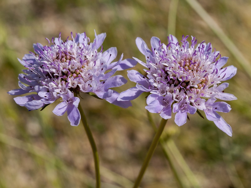 Scabiosa atropurpurea.12