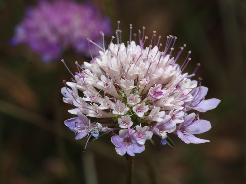 Scabiosa atropurpurea.14