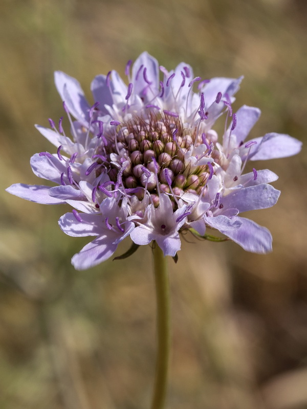 Scabiosa atropurpurea.15
