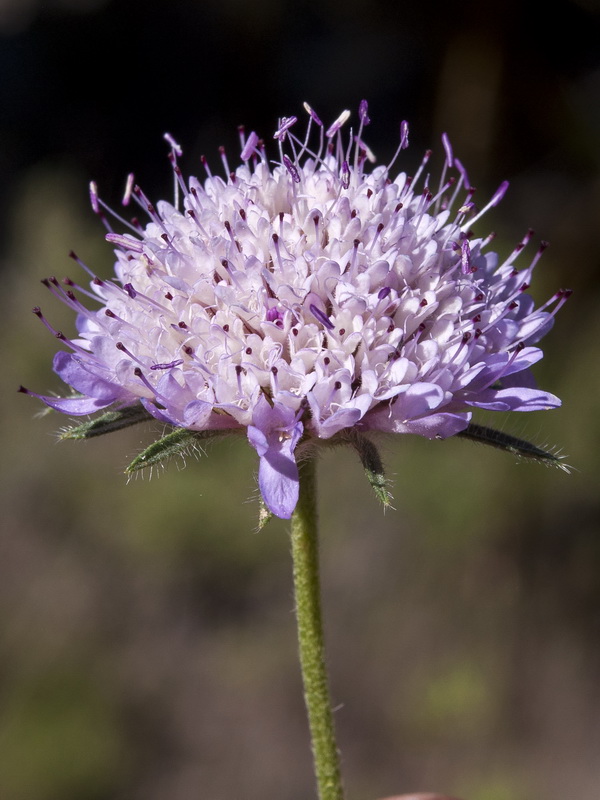Scabiosa atropurpurea.18