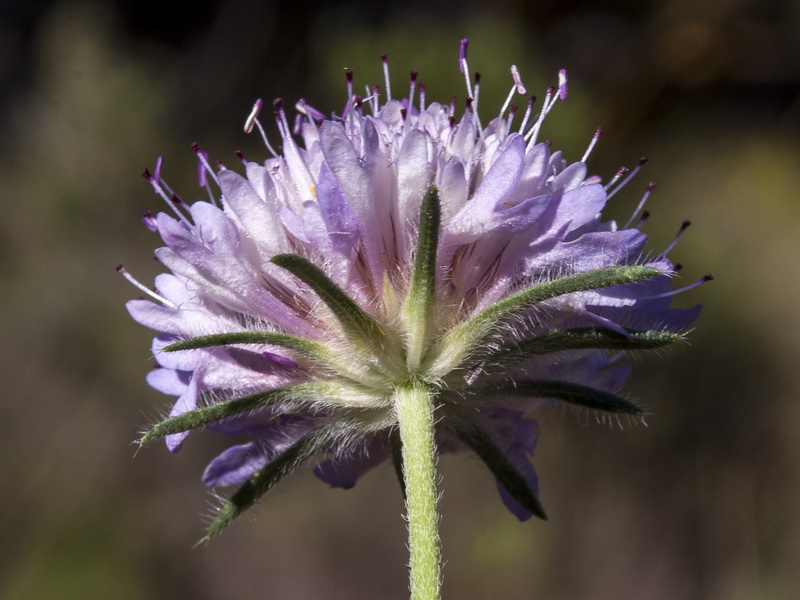 Scabiosa atropurpurea.24