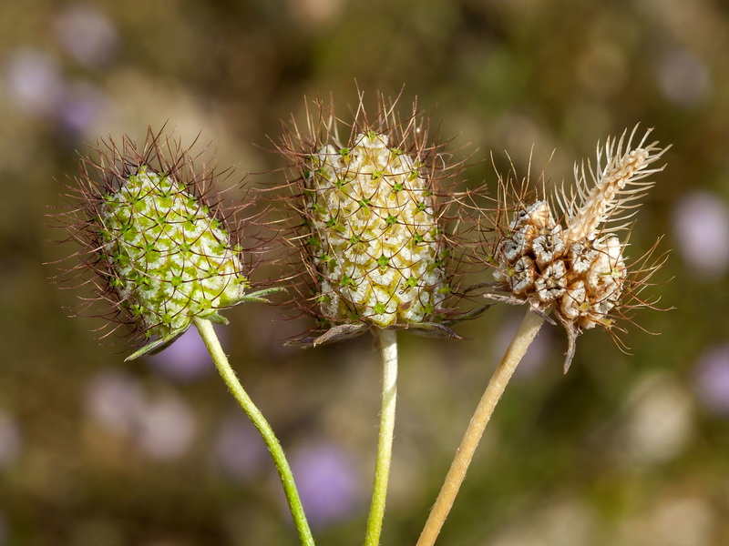 Scabiosa atropurpurea.25