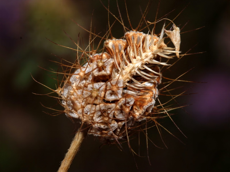 Scabiosa atropurpurea.27