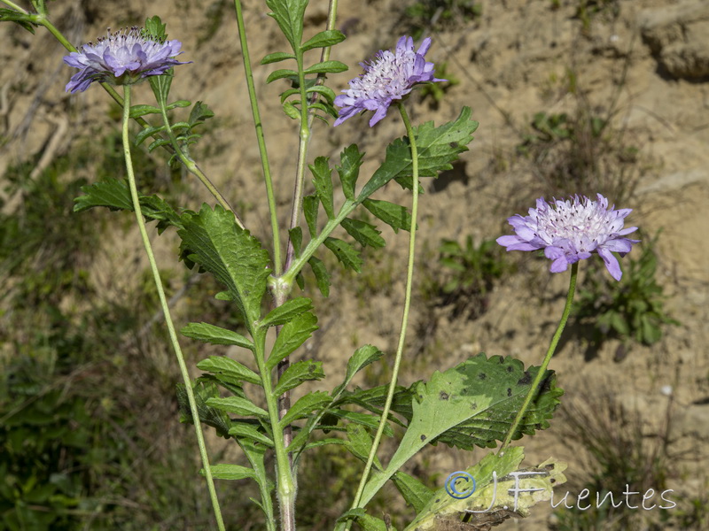 Scabiosa atropurpurea.29