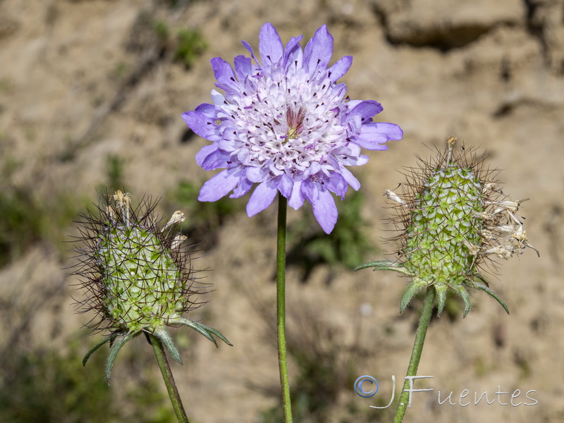 Scabiosa atropurpurea.30