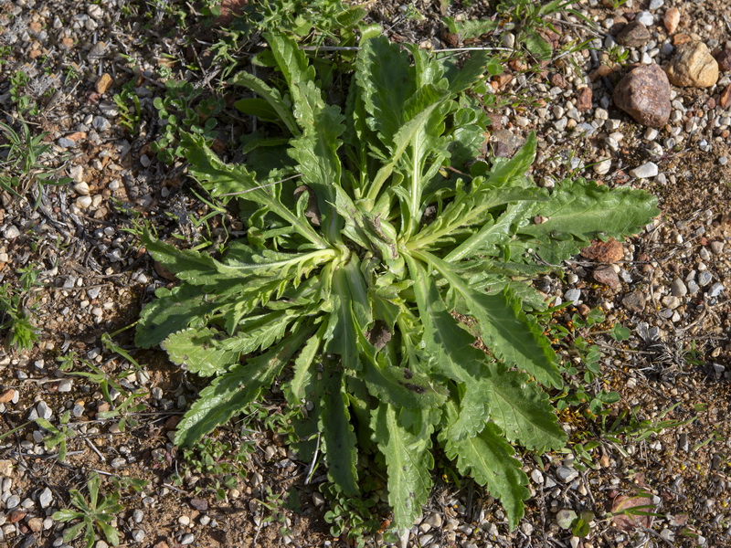 Scabiosa atropurpurea.32