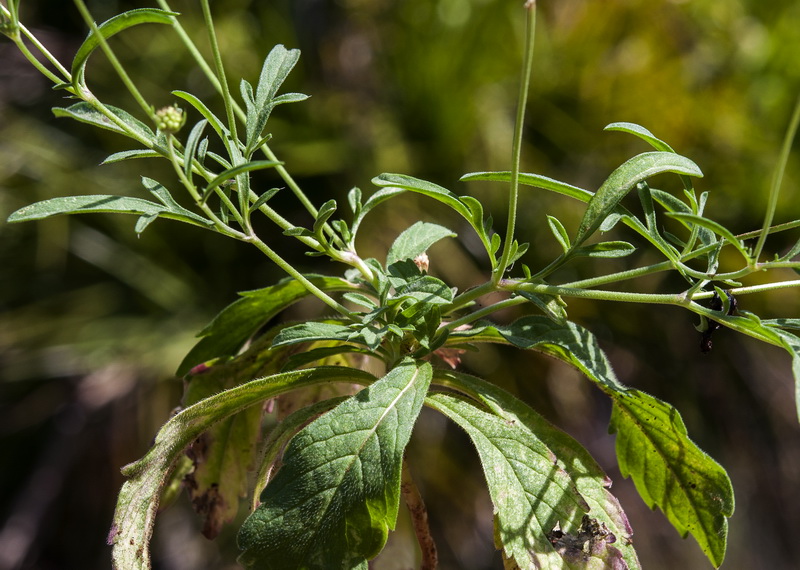 Scabiosa galianoi.05