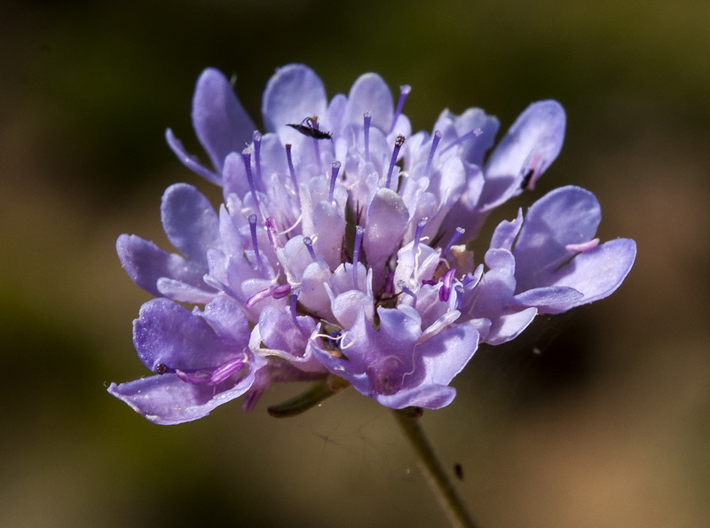 Scabiosa galianoi.07