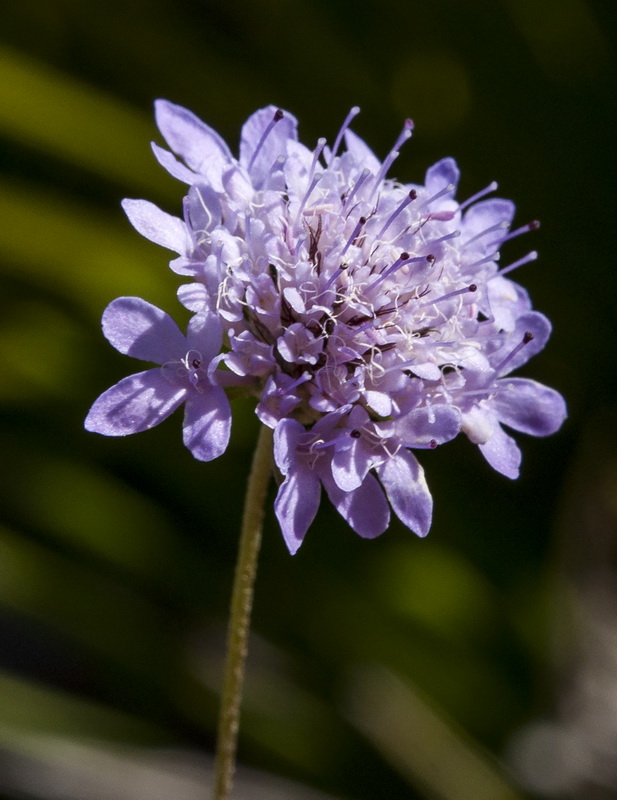 Scabiosa galianoi.09