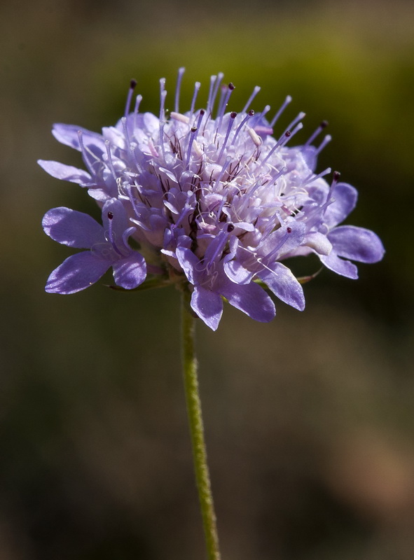 Scabiosa galianoi.10