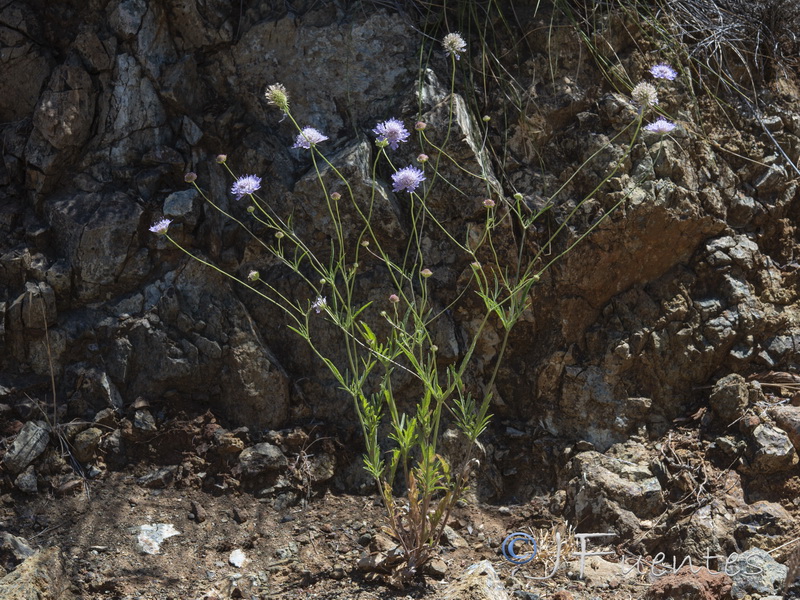 Scabiosa galianoi.01