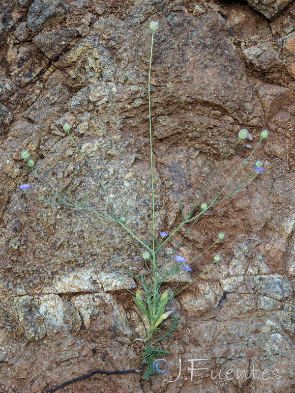 Scabiosa galianoi.02