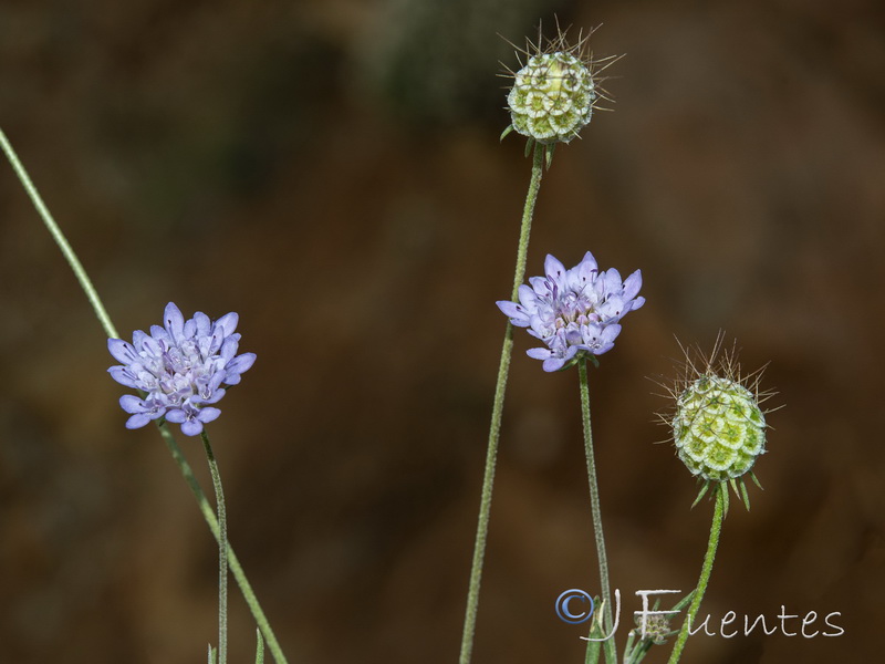 Scabiosa galianoi.18