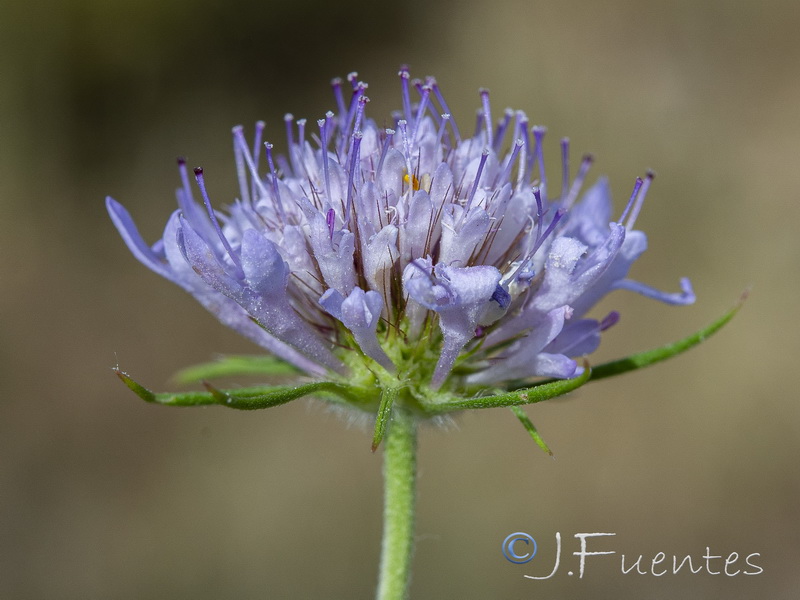 Scabiosa galianoi.20