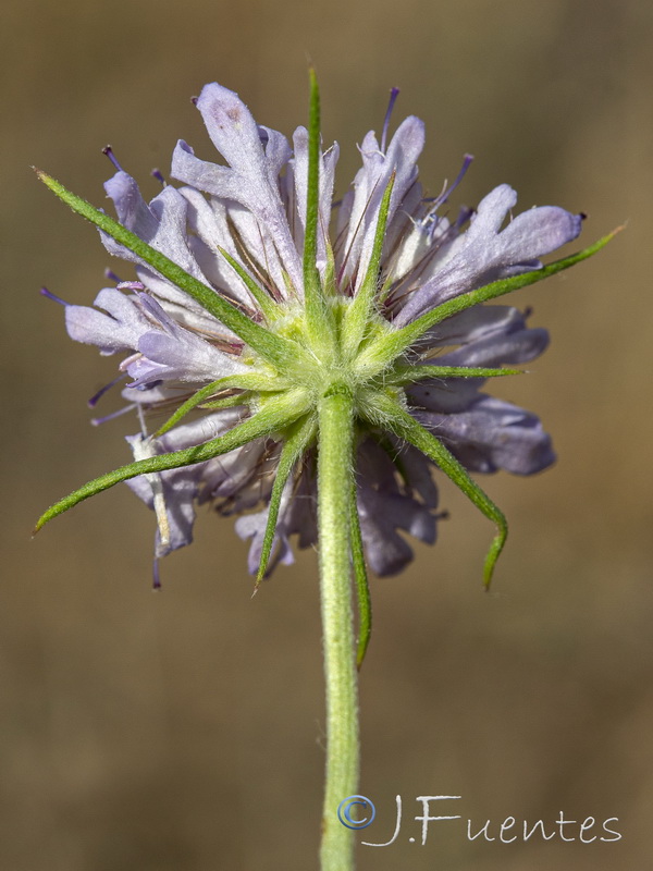 Scabiosa galianoi.12