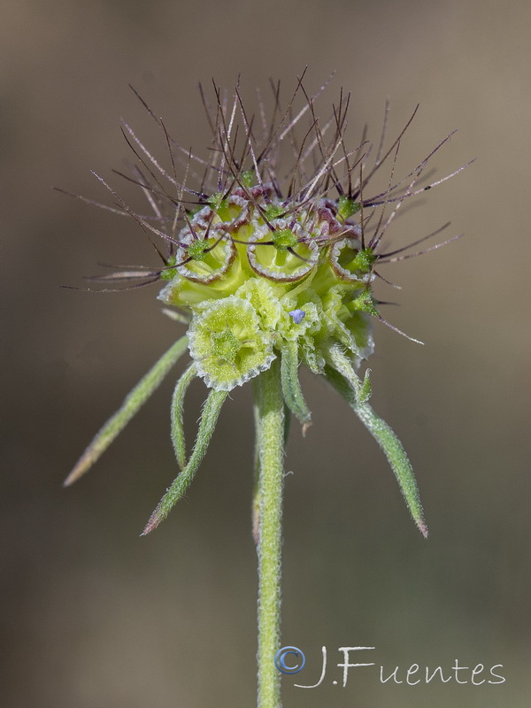 Scabiosa galianoi.23