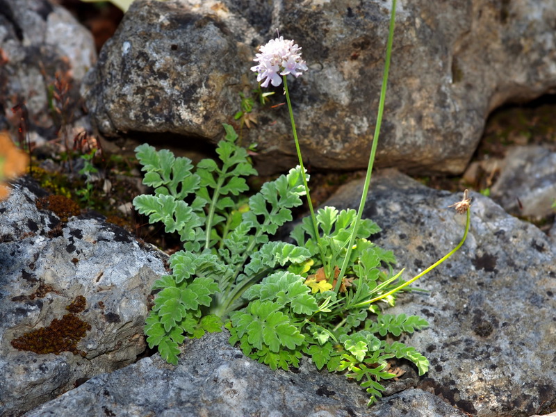 Scabiosa turolensis grosii.01