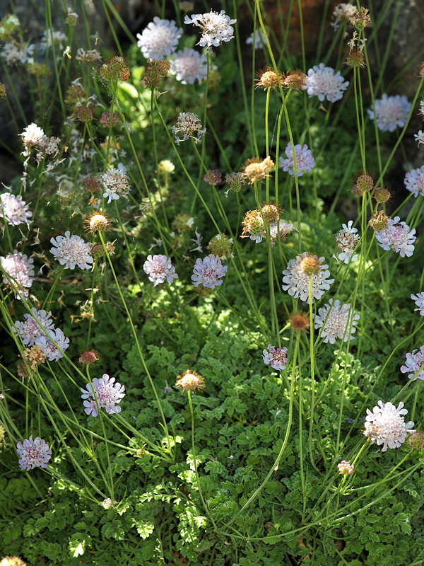 Scabiosa turolensis grosii.04