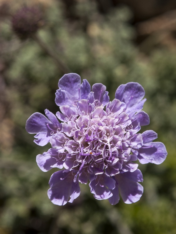 Scabiosa turolensis grosii.09