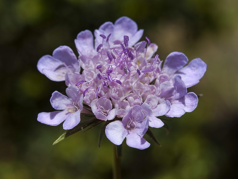 Scabiosa turolensis grosii.10