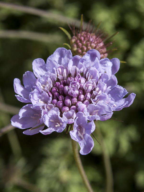 Scabiosa turolensis grosii.11