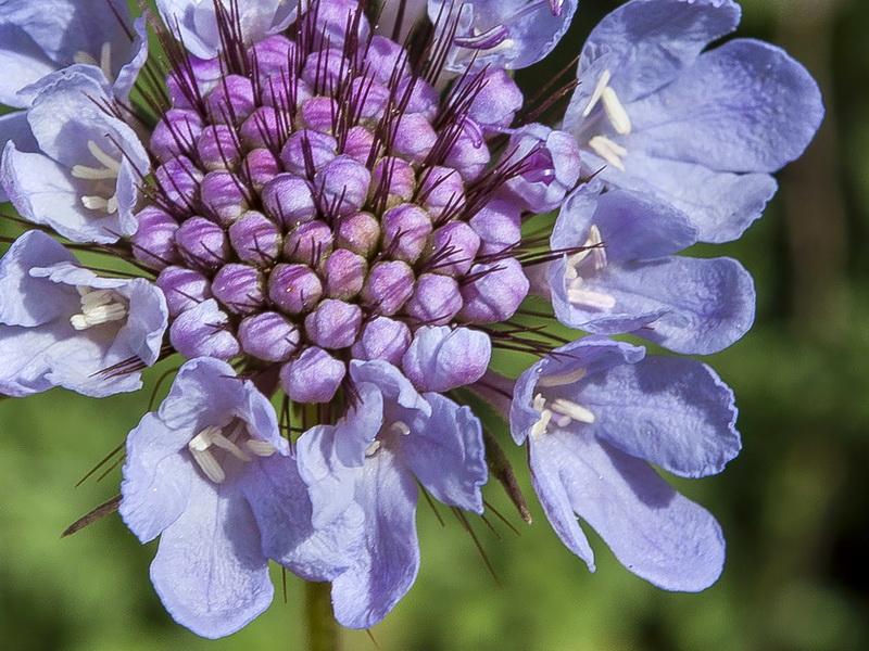 Scabiosa turolensis grosii.12