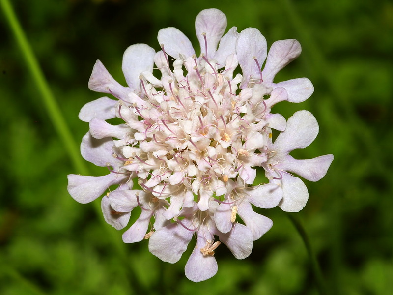 Scabiosa turolensis grosii.15