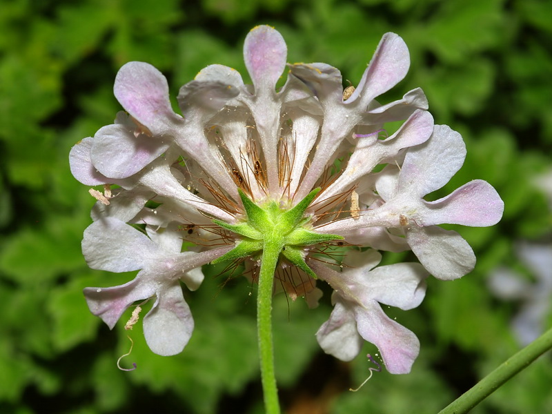 Scabiosa turolensis grosii.18