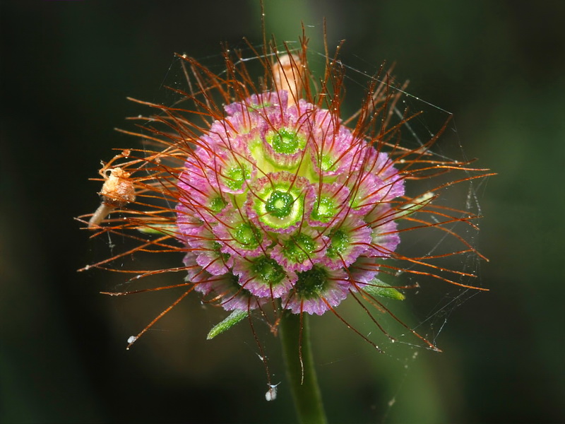 Scabiosa turolensis grosii.21